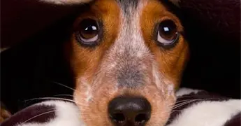 Comunicaci&oacute;n con tus mascotas; palabras que entienden los perros