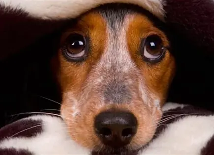 ¿Cómo proteger a tus mascotas del ruido por pirotecnia en Año Nuevo? ¿Cómo proteger a tus mascotas del ruido por pirotecnia en Año Nuevo?