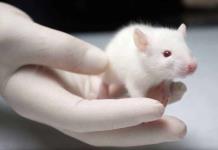 Prueban con éxito en ratones nanopartículas que reducen sensación de hambre