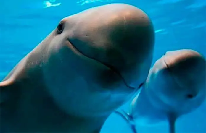 México celebra el Día Mundial de los Animales destacando especies emblemáticas