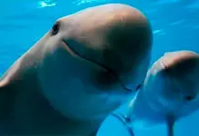 México celebra el Día Mundial de los Animales destacando especies emblemáticas