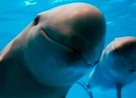 México celebra el Día Mundial de los Animales destacando especies emblemáticas México celebra el Día Mundial de los Animales destacando especies emblemáticas