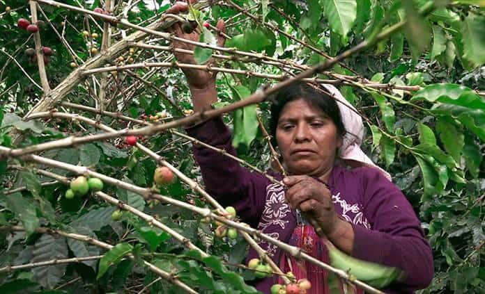 Documental “Six dollar cup of coffee” debate sobre el café de México