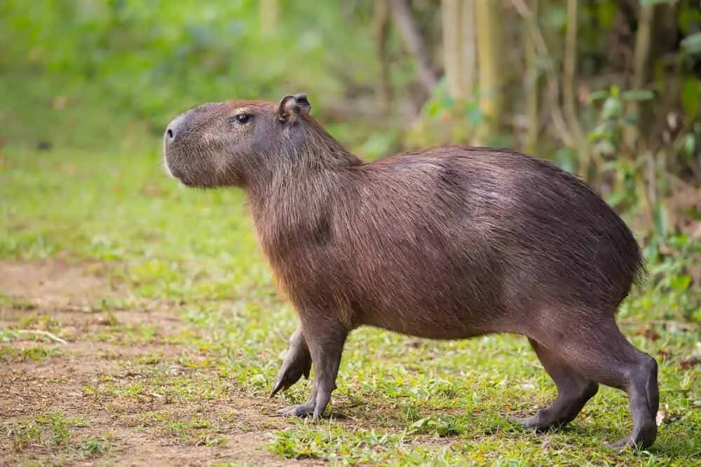 Visita zoológicos con capibaras en Ciudad de México