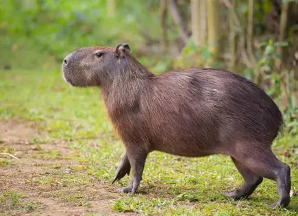 Visita zoológicos con capibaras en Ciudad de México