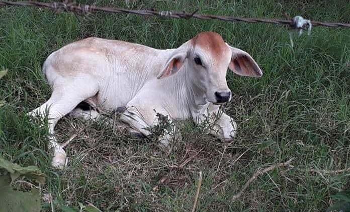 Ganado enferma de gabarro por el exceso de humedad
