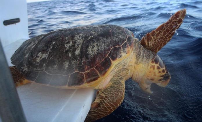 Un grupo de tortugas marinas vuelve al mar tras salir del hospital en Xcaret