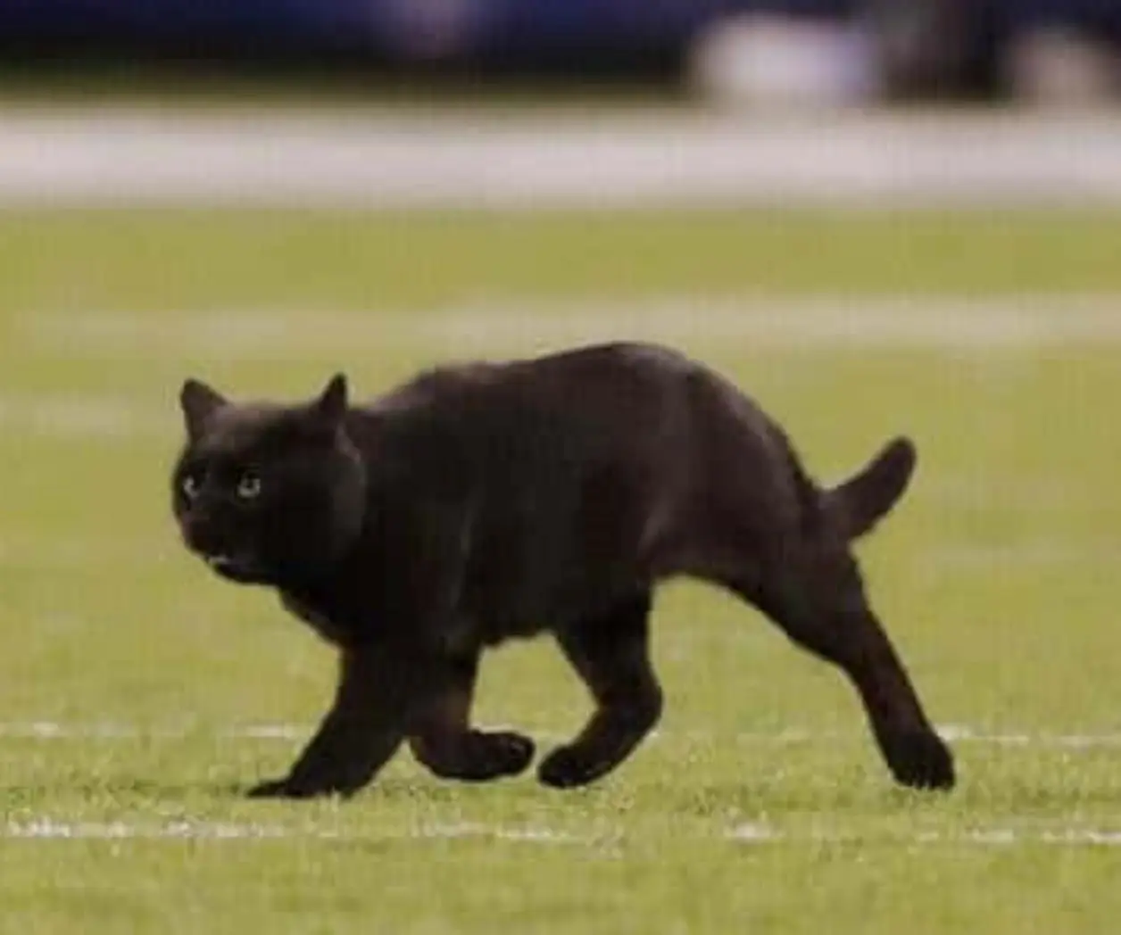 Halloween 2025: ¿por qué los gatos negros no se adoptan en octubre?