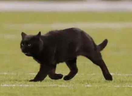 Halloween 2025: ¿por qué los gatos negros no se adoptan en octubre?