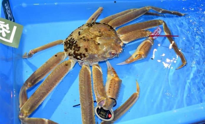 Subastan un cangrejo de las nieves de Japón por precio récord de 41 mil 600 euros