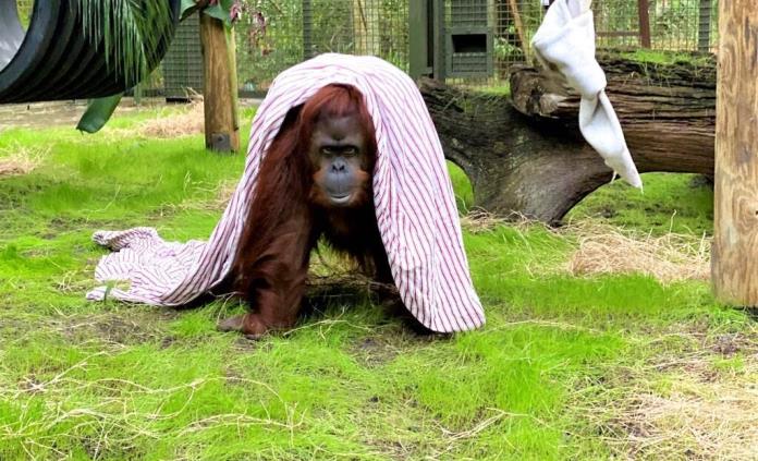 Llega a Florida la orangutana reconocida como persona no humana en Argentina