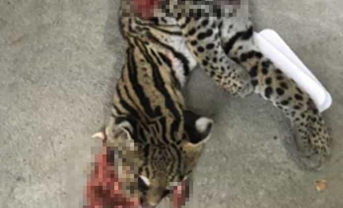 Abandonan un ocelote muerto cerca del Cobach
