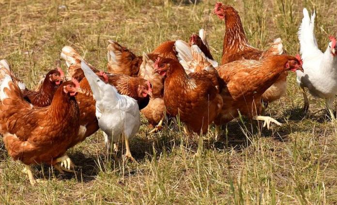 Donde encontrar información sobre las gallinas