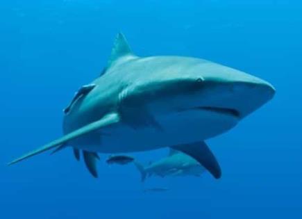 Ataques de Tiburón en Florida y Cierre de Playas