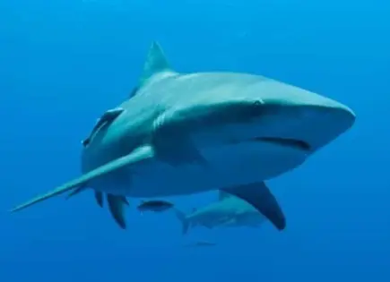 Protección de la fauna marina; promueven conservación de Tiburones
