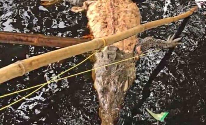 Hallan un cocodrilo moreletti desollado y muerto en Yucatán