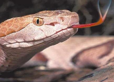 Historia y significado del Día Mundial de la Serpiente