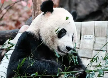 Recuperaci&oacute;n de la poblaci&oacute;n de pandas gigantes
