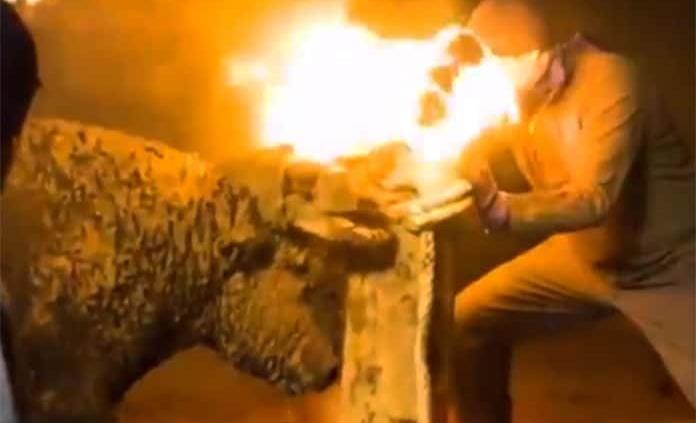 En España, la fiesta del “Toro júbilo” acaba hasta que el fuego en sus cuernos se apaga (VIDEO)