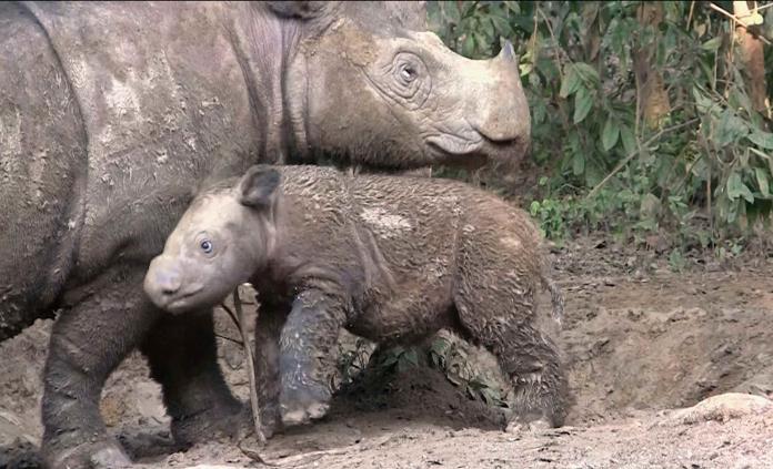 En “peligro crítico” tres especies de rinoceronte