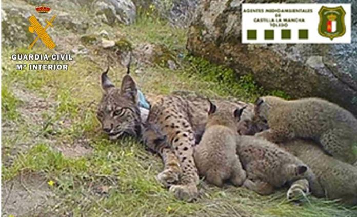 Cazador mata a lince con crías en peligro de extinción; harán justicia