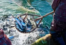 Acusados mexicanos por pesca ilegal en aguas de EE. UU.