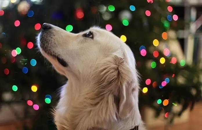 Entérate | Cómo proteger a tu perro de la pirotecnia del 15 de septiembre
