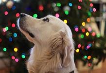 Luces, esferas, sobras y pirotecnia: riesgos navideños para su perro