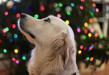 Luces, esferas, sobras y pirotecnia: riesgos navideños para su perro