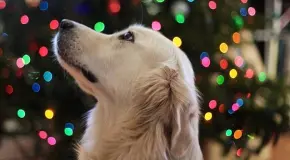 Entérate | Cómo proteger a tu perro de la pirotecnia del 15 de septiembre