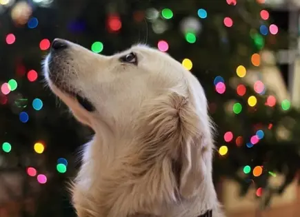 Entérate | Cómo proteger a tu perro de la pirotecnia del 15 de septiembre