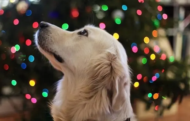 Entérate | Cómo proteger a tu perro de la pirotecnia del 15 de septiembre