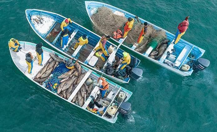 Alertan por pesca ilegal de totoaba