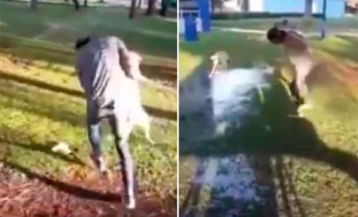 Estudiantes de la Universidad de Chapingo maltratan a perro, reciben amenazas y podrían ser expulsados