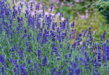 Los Maravillosos Beneficios de la Lavanda