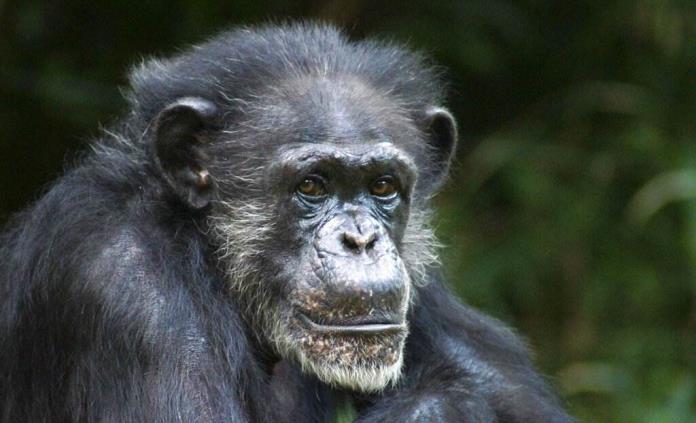 Chimpancés no solo aprenden el uso de herramientas sino que lo transmiten