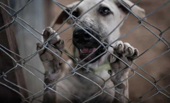 Impulsa diputada reformas a ley de protección animal; busca evitar el sufrimiento, la zoofilia y la deformación física