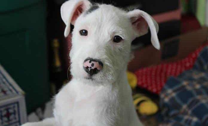 Organizaciones en la CDMX registran hasta 330 llamadas al día por maltrato animal