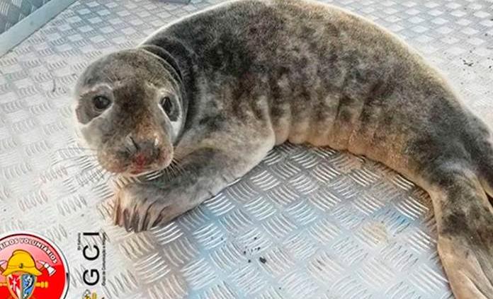 Rescatan una foca bebé de cuatro meses en un pueblo costero de Portugal
