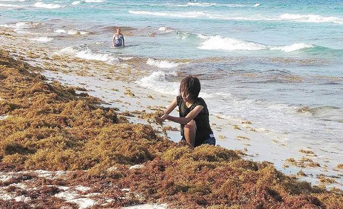 Sargazo, ahoga hábitat del sistema arrecifal