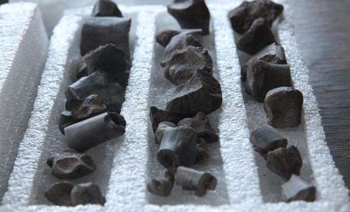 Fósiles en Patagonia pueden arrojar luz sobre la extinción de los dinosaurios