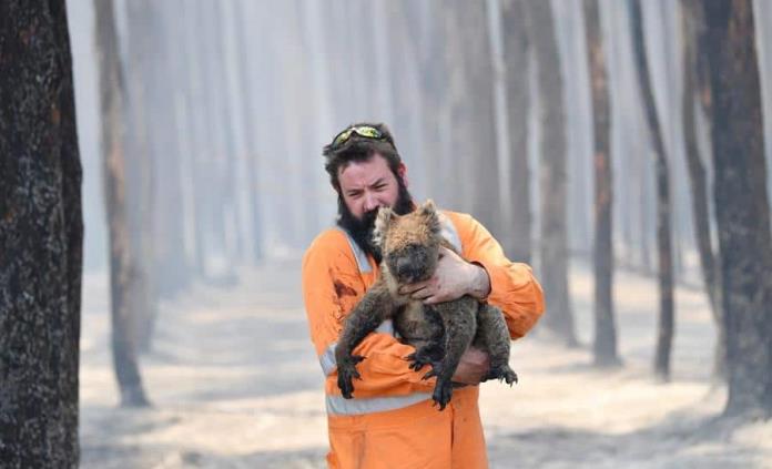 Piden a australianos proteger a fauna silvestre de los incendios (FOTOGALERÍA)