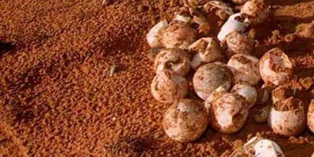 Polémica por consumo de huevos de tortuga: Agustín Elías Ramírez fuera de su cargo