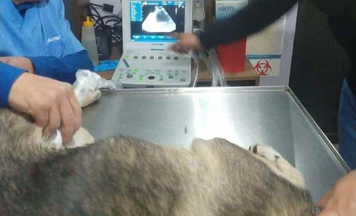 Hombre abusa sexualmente de una perra de 8 meses; podría salir bajo fianza