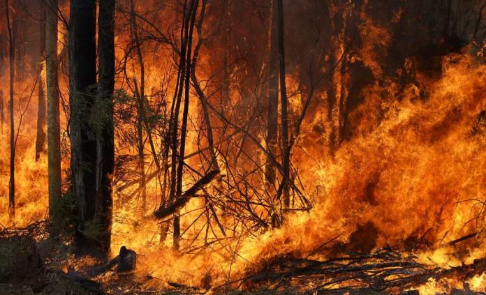Autoridades detienen a 24 personas por incendios en Australia