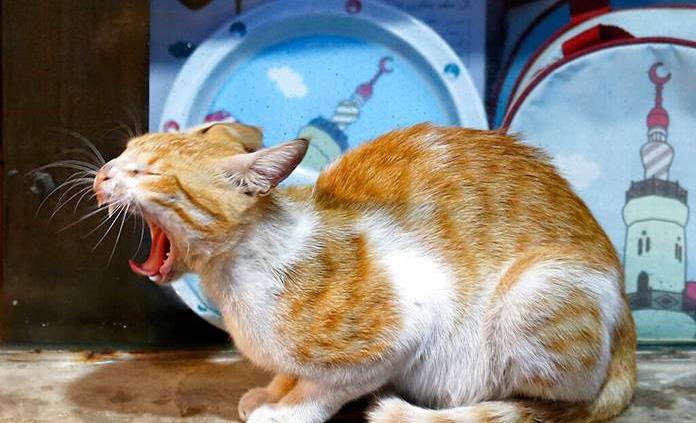 Los gatos tienen un parásito que reduce el miedo y la ansiedad en ratones