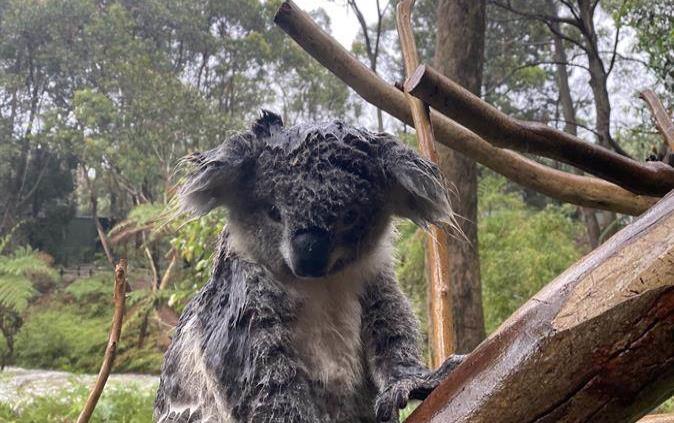 Víctimas durante los incendios en Australia alrededor de tres mil millones de animales