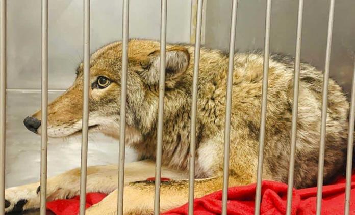 Alerta en Nueva Hampshire por ataques de coyotes con rabia