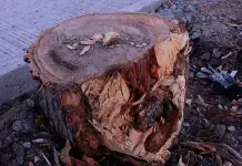 Propondrán elevar sanciones por tala y poda ilegal de árboles Propondrán elevar sanciones por tala y poda ilegal de árboles