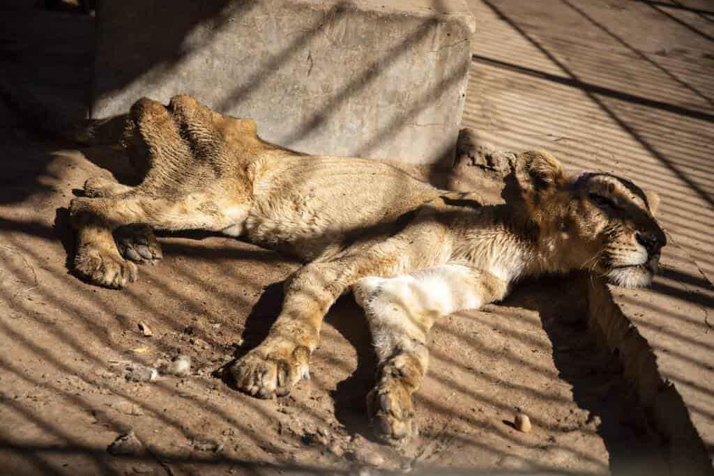 Grupo defensor de los animales ayuda a leones hambrientos en zoo descuidado  en Sudán